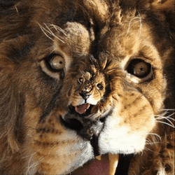 Lions Roaring Face Loop GIF