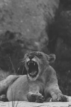 Lions Roaring For Food GIF