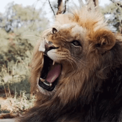 Lions Roaring From Nap GIF