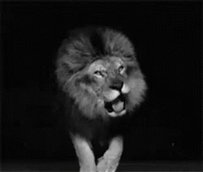 Lions Roaring From The Dark GIF