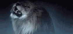 Lions Roaring Through The Storm GIF