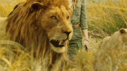 Lions Roaring With A Human GIF