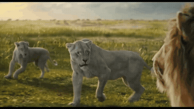 Lions Walking In Grassy Field GIF