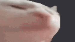 Listening To Music Cat Vibing Head Bang GIF