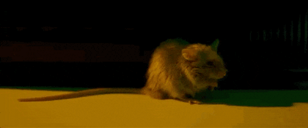 Little Baby Rat Showering GIF