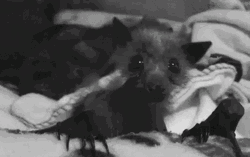Little Bat Moving Head Curious GIF