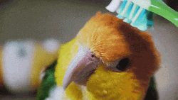 Little Bird Head Brushing