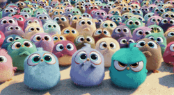 Little Birds Getting Mad & Angry GIF
