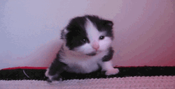 Little Black And White Sad Cat Crying  GIF