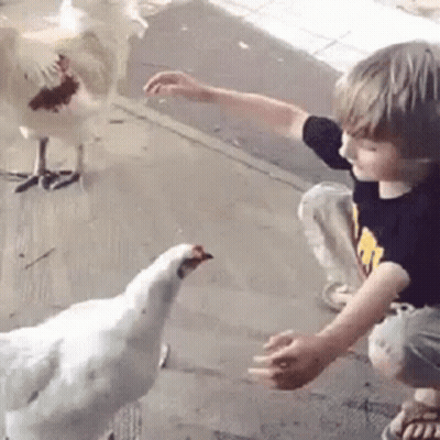 Little Boy Feeding White Chicken