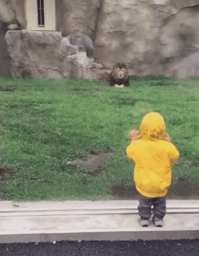 Little Boy In Yellow Hoodie Looking At Lion GIF