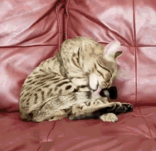 Little Boy Startling Cat Scary Surprise Reaction GIF
