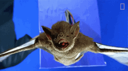 Little Brown Bat Close Up Fangs GIF