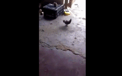 Little Chicken Fight