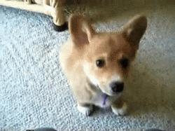 Little Corgi Dog Barking GIF