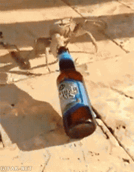 Little Crab Hold My Beer Meme GIF