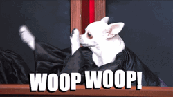 Little Dog Judge Whoop Whoop Dance