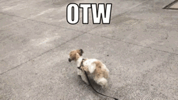 Little Dog Running Away From His Human GIF