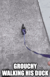 Little Duck On Leash Waddle GIF