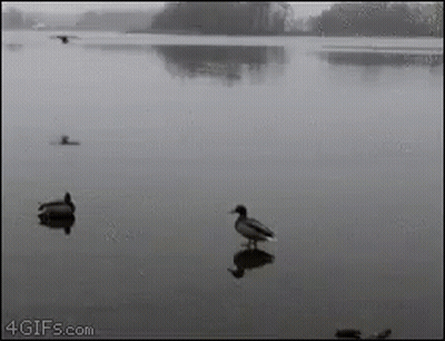Little Girl Standing Next To Sitting Dog GIF