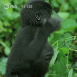 Little Gorilla Pounding Chest