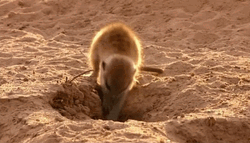 Little Hardworking Meerkat Digging Hole GIF