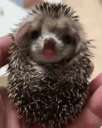 Little Hedgehog Sleepy GIF