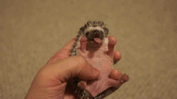 Little Hedgehog Yawning GIF