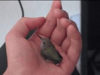 Little Hummingbird Resting On Human Hands GIF