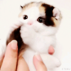 Little Kitty Biting Own Tail GIF