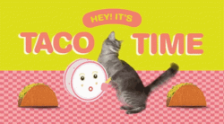 Little Kitty Funny Taco Tuesday Time GIF