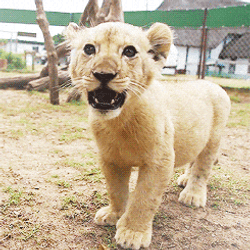 Little Lions Roaring GIF