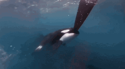 Little Orca Swimming GIF