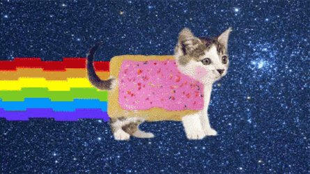 Little Poptart Real Cat GIF
