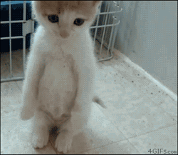 Little Sad Cat Standing  GIF