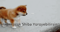 Little Shiba Inu Puppy GIF