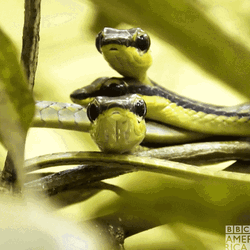 Little Snakes From Wild Brazilian Island GIF