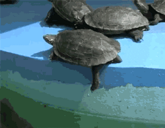Little Turtle Pushed In Water GIF