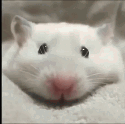 Little White Crowned Mouse  GIF