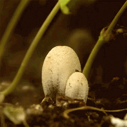 Little White Mushrooms Growing