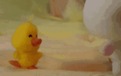 Little Yellow Duck Waddle Back And Forth GIF