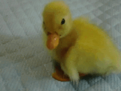 Little Yellow Duck Waddle On Cloth GIF