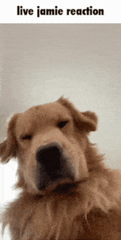 Live Jamie Reaction Dogs GIF