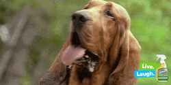 Live Laugh Panting Butter Dog GIF