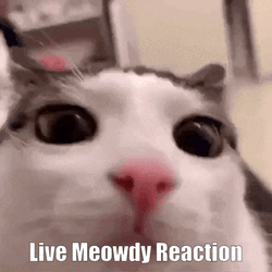 Live Meowdy Reaction GIF