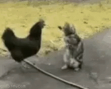 Lively Chicken Dance With Cat  GIF