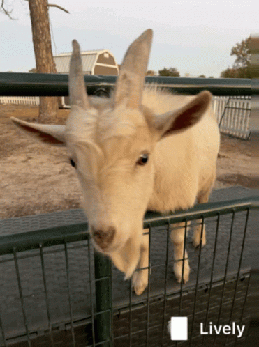Lively Goat Behind Fence GIF