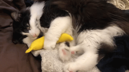 Lively Playing Banana Cat Meme GIF