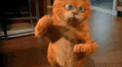 Living Room Happy Garfield Dancing GIF