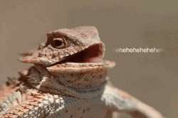 Lizard GIF